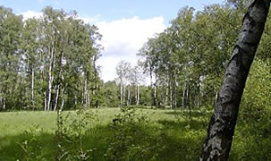 Naturschutzgebiet Raakmoor - Stadth�user Hamburg Langenhorn - Eigentumswohnungen von Pohl & Prym